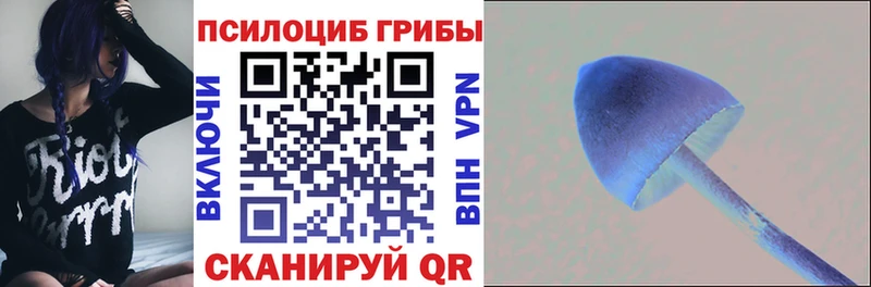 где можно купить   Еманжелинск  Галлюциногенные грибы Cubensis 